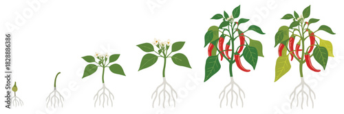 Growth Stages Of Spicy Chili Pepper Plant Vector Infographic Set Showing Vegetable Development, Ripening Steps, Fertilization Phase, Harvest Progression, And Clear Botanical Process Illustration
