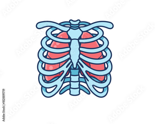 Cartoon Human Rib Cage Anatomy