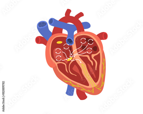 Human Heart Electrical Conduction System