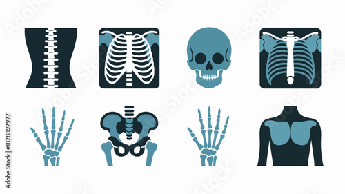 Human Skeleton Anatomy Icons, Medical Bones, Body Parts Illustration Set