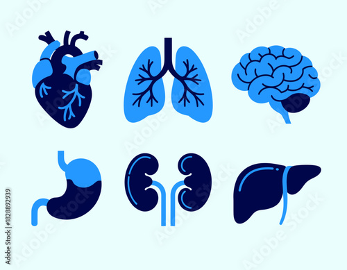 Human internal organs vector set, essential anatomical icons collection