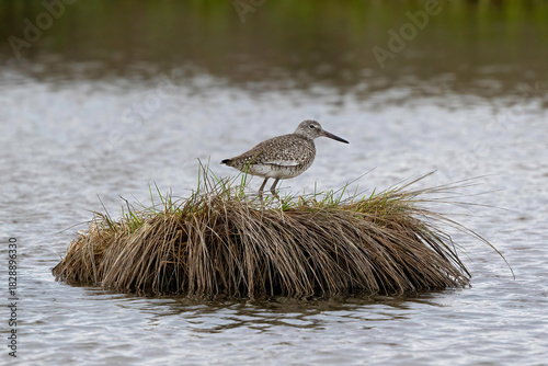 Фотография Willet standing on a clump of marsh grass.