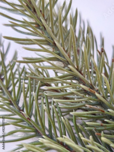 Christmas tree branch with ...