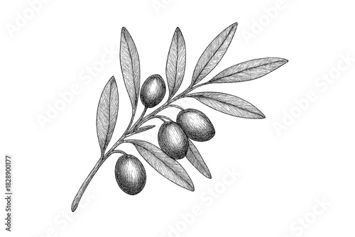 Botanical sketch of an olive branch with ripe olives and textured leaves