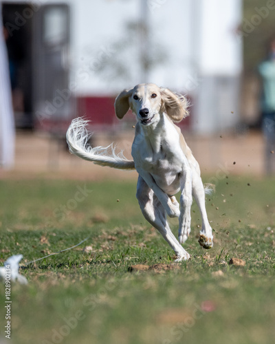 Saluki dog during a lure event in the grass
