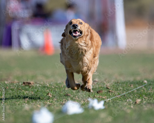 Canvastavla Golden Retriever dog intent on catching the lure line