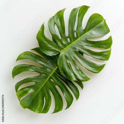 Two vibrant green Monstera Deliciosa leaves with characteristic fenestrations, artfully arranged on a clean white background, showcasing tropical foliage and natural beauty.
