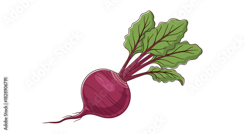 Illustration of a single red beet with green leaves and roots on a white background.