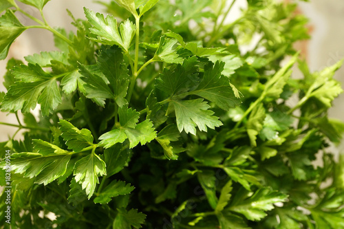 Wallpaper Mural fresh parsley leaves close-up Torontodigital.ca
