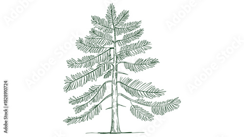 Simple coniferous tree drawing