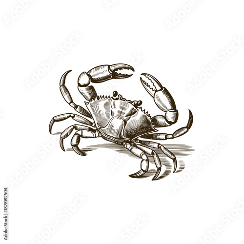 Vintage engraving woodcut crab vector illustration art design
