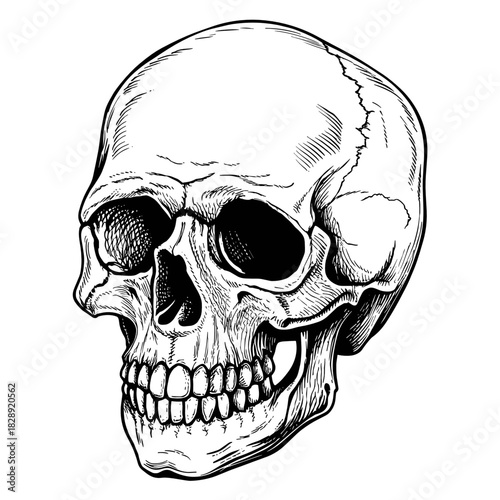 Detailed black and white illustration of a human skull  