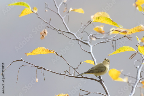 The common chiffchaff (Phylloscopus collybita) in Autumn Tree