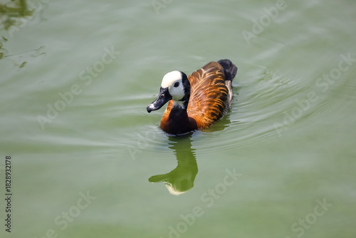 The White-faced Whistling Duck is swimming in the river