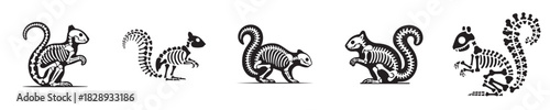 vector set of squirrel skeleton bones silhouettes