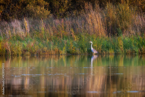 A grey heron stands in the lake water.
