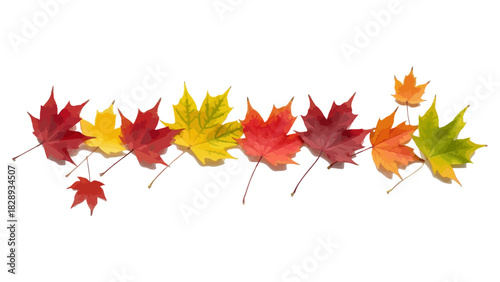 Line Of Fallen Maple Leaves With Gradient Colors In Autumnal Hues, Lineart Isolated On A Transparent Background Representing The Fall Season,