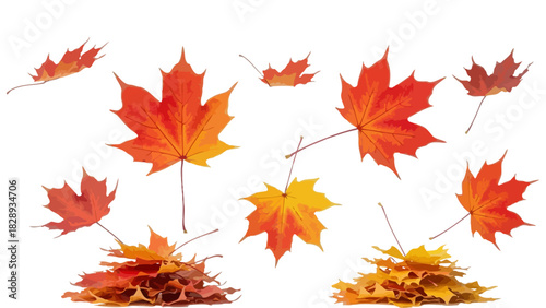 Colorful Autumn Maple Leaves Set Vector Illustration Collection Isolated on Transparent Background Season Foliage Decoration Design Graphic Nature Fall October Seasonal Branch.