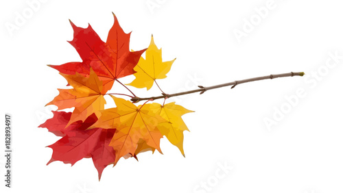 Autumnal Maple Branch: Vibrant Red, Yellow, and Orange Leaves Symbolizing Fall Season and Seasonal Changes on Transparent Background, Perfect for Graphic Designs. 