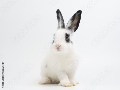 Cute black and white baby rabbit sitting on a plain white background. Adorable piebald bunny kiten with big black ears looking at the camera. High-key studio portrait.