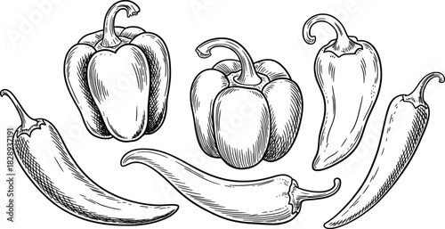 Vintage Pepper and Chili Illustration.