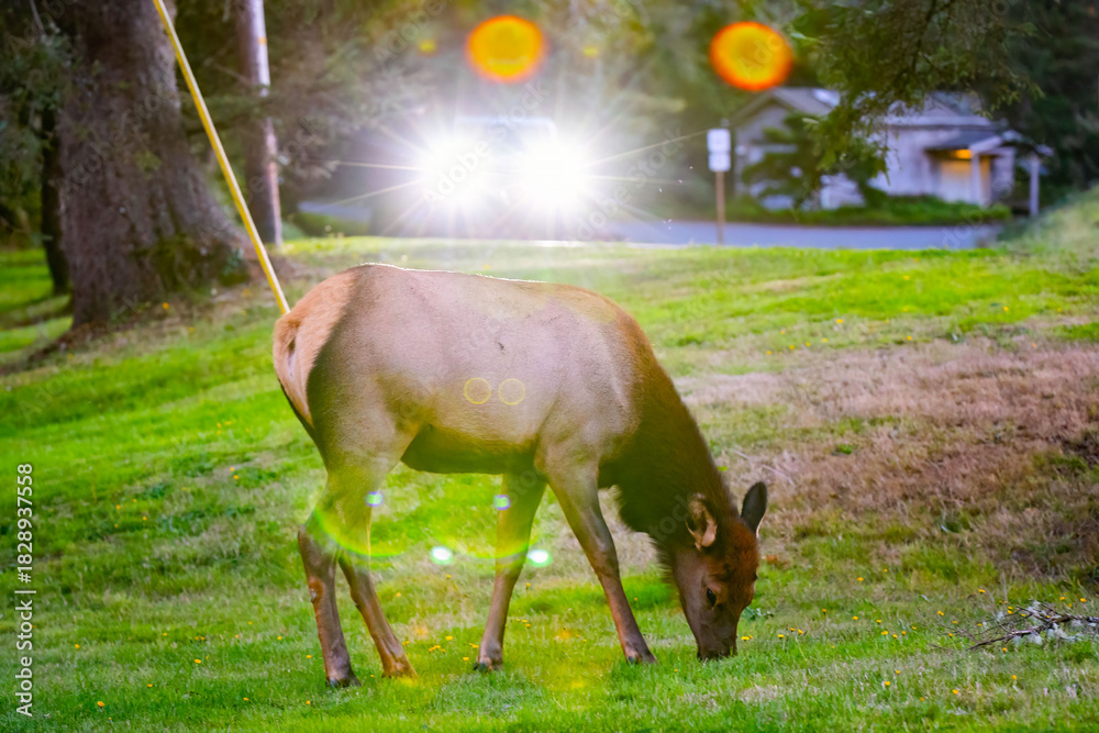 Fototapeta premium Elk Passing by on the Road in Front of Car Traffic