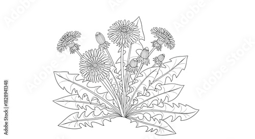 A detailed black and white line drawing of a dandelion plant, showing open flowers and developing buds among its distinctively lobed leaves.