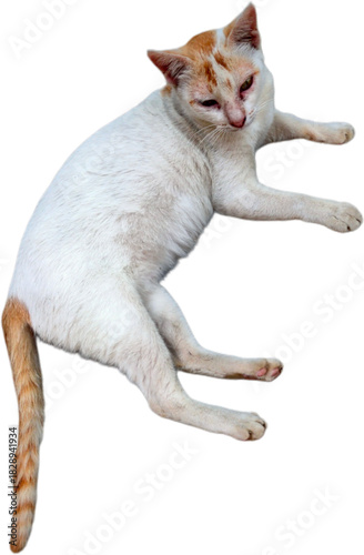 Close-up view of domestic cat, top view of mamals animal with transparent background 