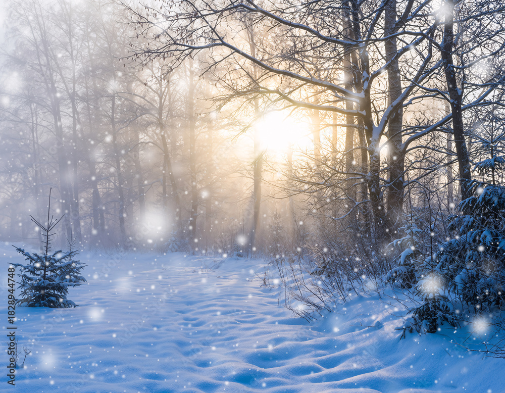 Naklejka premium Sunny winter forest landscape with snowy trees and footprints in the snow