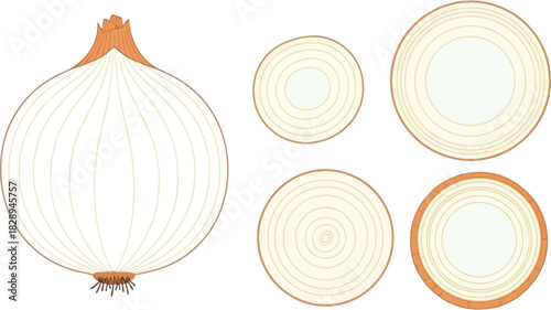 Whole Onion with Slices Illustration | Simple Vegetable & Cooking Graphic