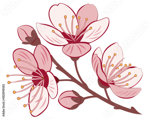 watercolor cherry blossom branch with pink flowers buds spring botanical illustration delicate sakura artwork