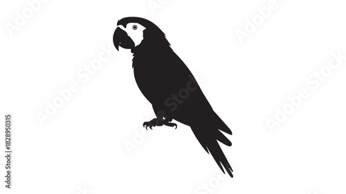 Silhouette of a macaw parrot a vector illustration of a tropical bird isolated on a white background