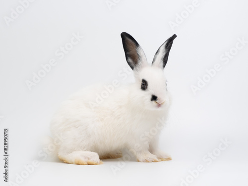 Cute black and white baby rabbit sitting on a plain white background. Adorable piebald bunny kiten with big black ears looking at the camera. High-key studio portrait.