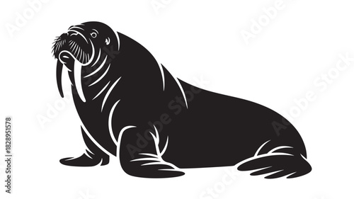 Vector illustration of a walrus a large marine mammal with tusks isolated on white background