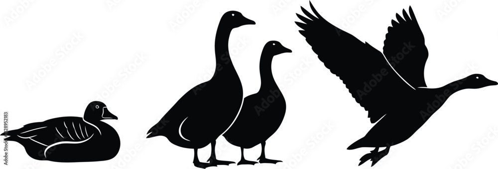 Fototapeta premium Silhouette of geese in various poses one swimming two standing and one taking flight against a clean white background