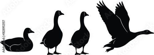 Silhouette of geese in various poses against a white background including swimming standing and one taking flight with wings spread