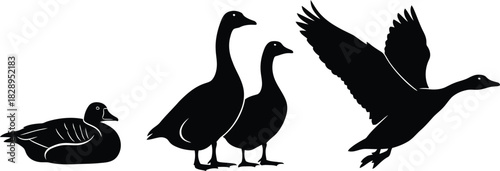 Silhouette of geese in various poses one swimming two standing and one taking flight against a clean white background