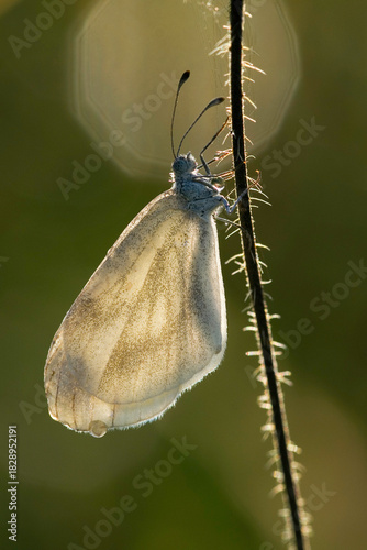 Senfweißling im Gegenlicht