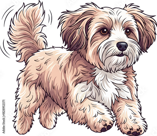 Havanese dog running energetic playful movement