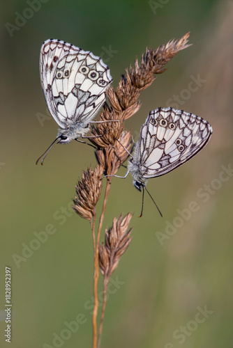 Zwei Schachbrettchen (Männchen)