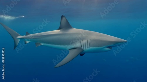 Wallpaper Mural Exploring the Graceful Movement of a Shark in Clear Ocean Waters Torontodigital.ca