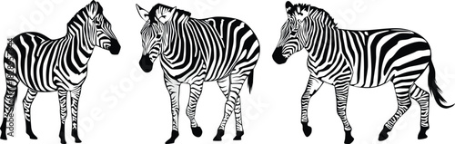 Three Hand-Drawn Zebras in Various Poses