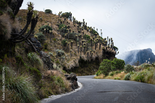 Mountain