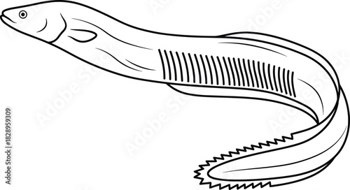 Simple line art illustration of an electric eel or similar long fish swimming, black and white minimal outline, underwater sea life marine vector drawing