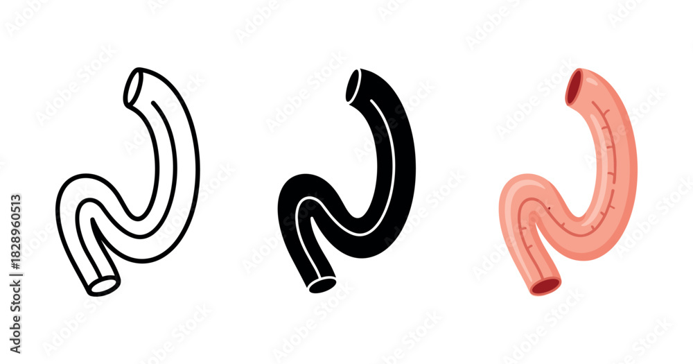 Obraz premium Anatomy of the human stomach: line art, silhouette, and detailed view