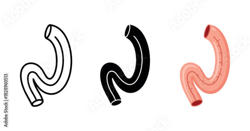 Anatomy of the human stomach: line art, silhouette, and detailed view