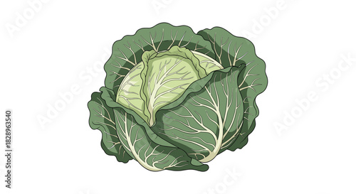 A fresh green head of cabbage with detailed leaves illustrated in a realistic vector style isolated on a white background.