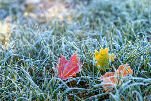 autumn landscape with maple leaves lying on the grass covered with blue shiny...