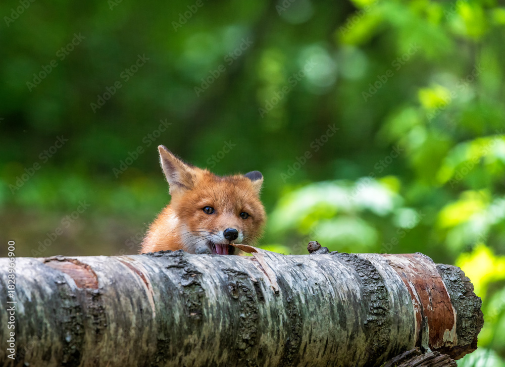 Obraz premium small cute red fox cub sits in the forest on a spring day and gnaws the bark on a birch tree