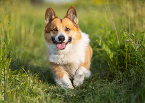Fototapeta Naklejka Na Ścianę i Meble -  Cute corgi dog running through a sunny summer meadow on green grass